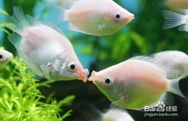 新手适合在家里养哪些观赏鱼？