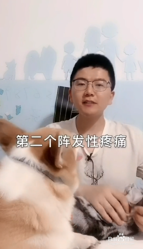 狗狗疼痛时有哪些表现