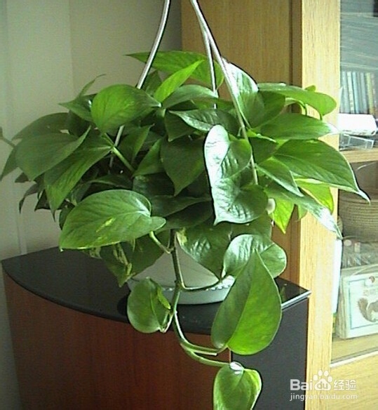 14种植物放入室内的奇异功效----一定要看哟