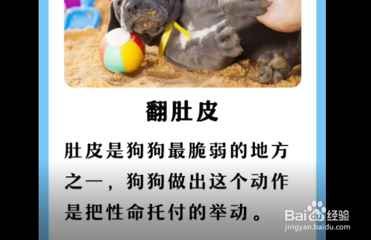 狗狗对主人，有哪些表现？