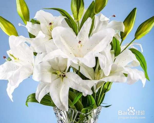 百合花怎么养水里