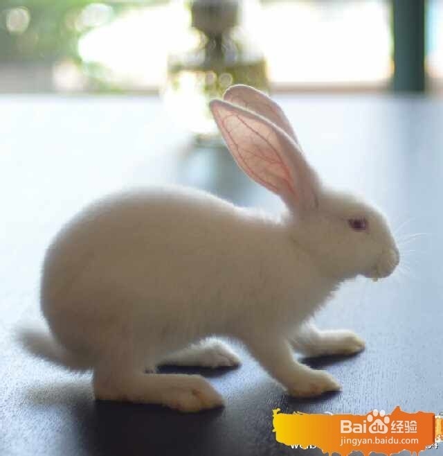 我的摄影：[2]动物篇（小兔子）