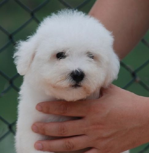 比熊幼犬挑选准则