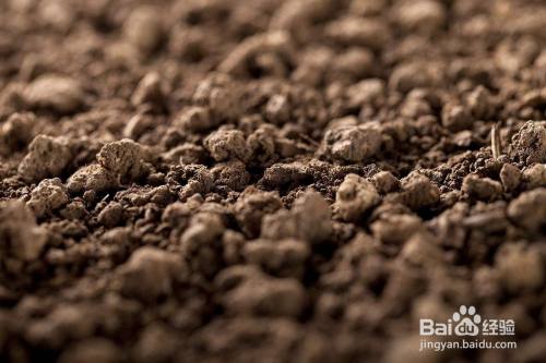 生姜种植用什么肥料好 百度经验