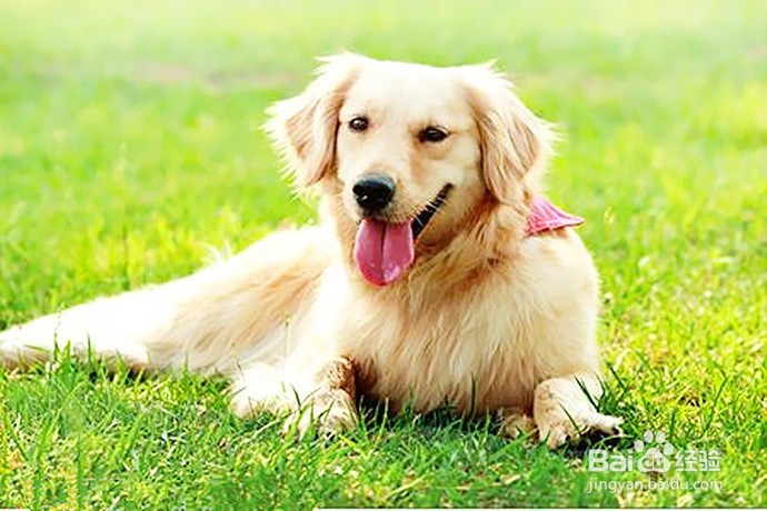怎样饲养“金毛”宠物狗
