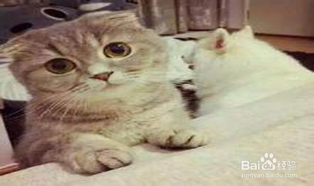 得狂犬病的猫什么样子