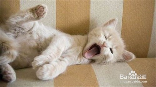怎么养好一只猫
