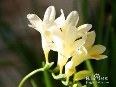 这4种花，就在冬天长得旺，花开的又多又艳，快来瞧瞧！