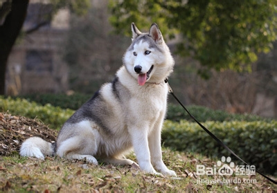 怎样训练狗狗追踪能力