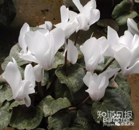 这些花那么好看，却总被你养死，怎么回事