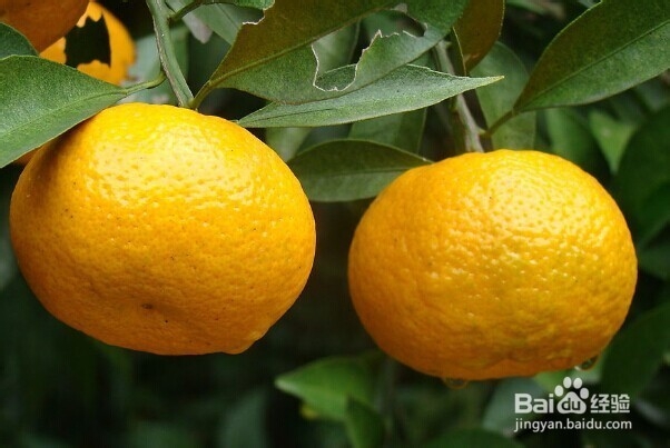 怎么挑新鲜水果——怎么挑桔子