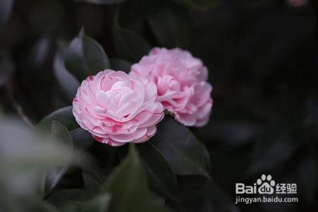 凛冬已至,闲以养花,最怡趣养心