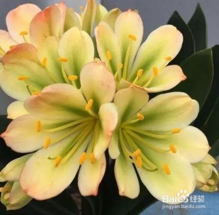 君子兰蝴蝶兰，低温冻一冻，一口气开花50朵！