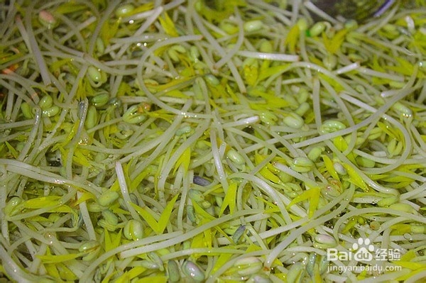 凉拌自发绿豆芽