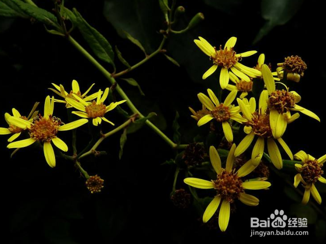 九里光的作用和效果有哪些？