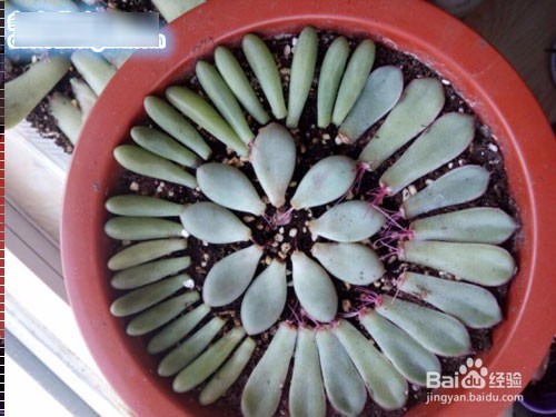 分享我的多肉叶插方法