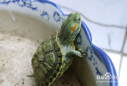 <b>巴西龟怎么拼命往外爬也不吃东西怎么办</b>