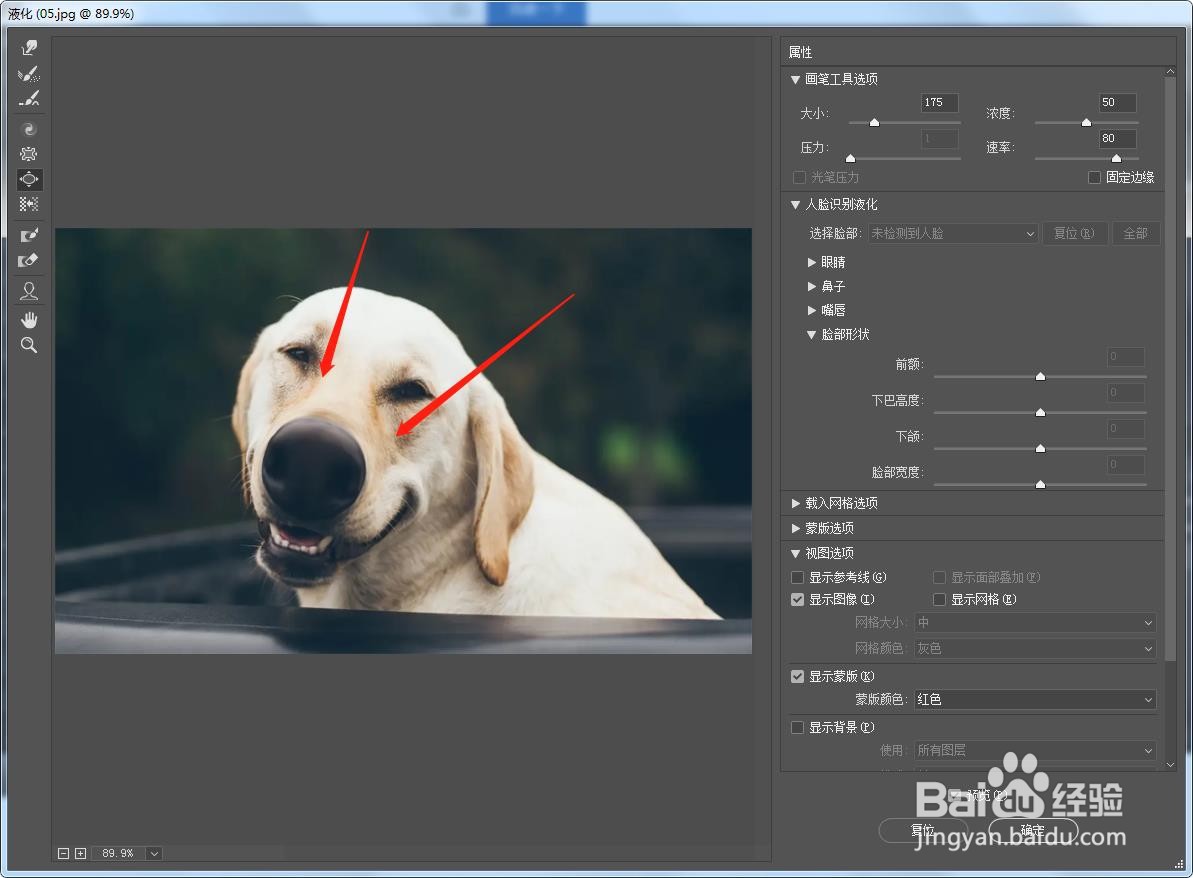 如何在PS中将宠物狗的鼻子做成变大的效果？