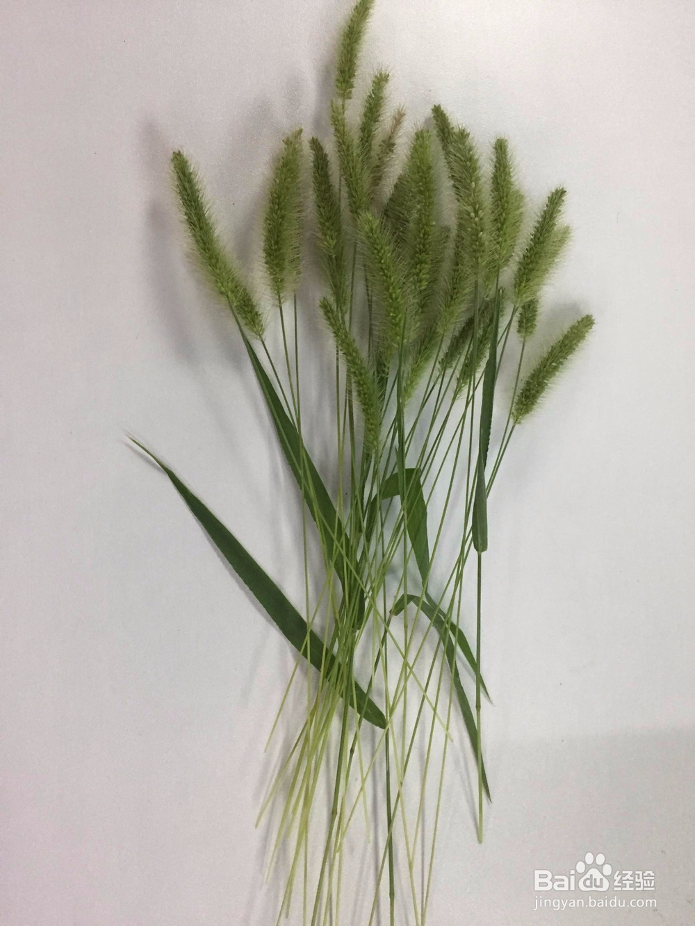 狗尾巴草编兔子-百度经验