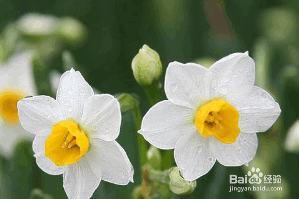 水仙花的种植方式及要点