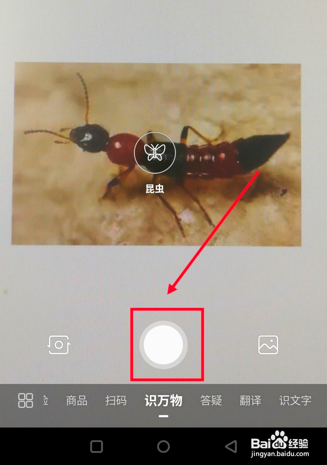 不认识的虫子怎么查