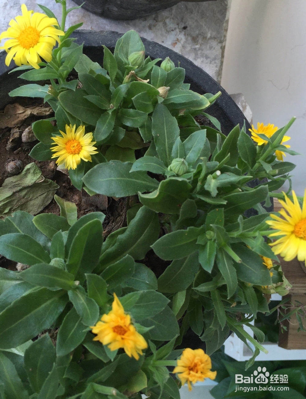 风和日丽的下午用自己种的金盏菊泡杯茶