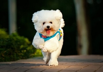 宠物狗出现意外的急救方法