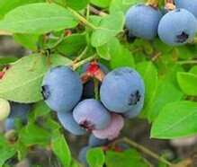 采取什么方法预防糖尿病