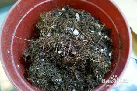 君子兰的日常养护