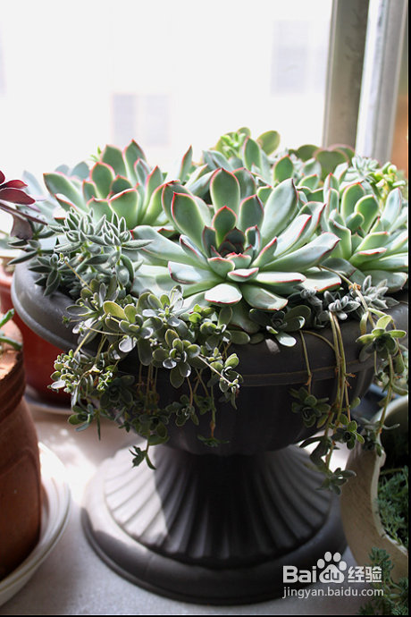 三伏天，损失惨重