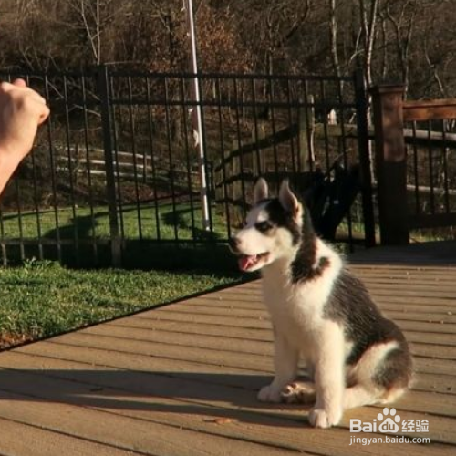 怎样训练狗狗“坐下”？