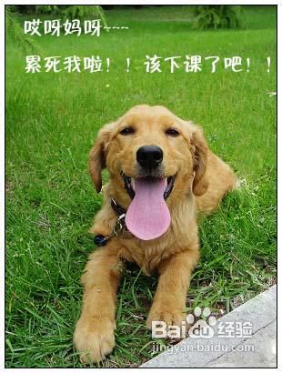怎么让你的狗狗习惯带项圈和狗绳