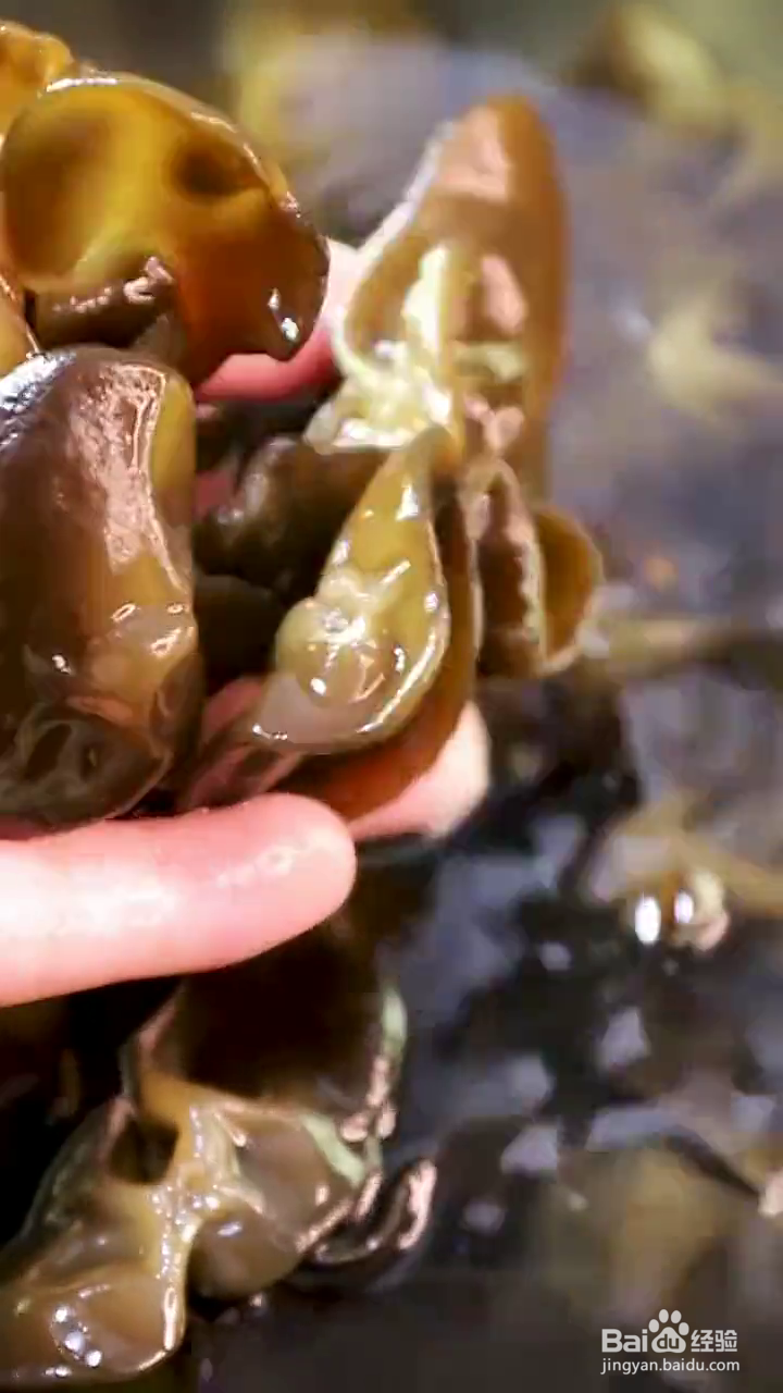 怎么做开胃小菜凉拌木耳