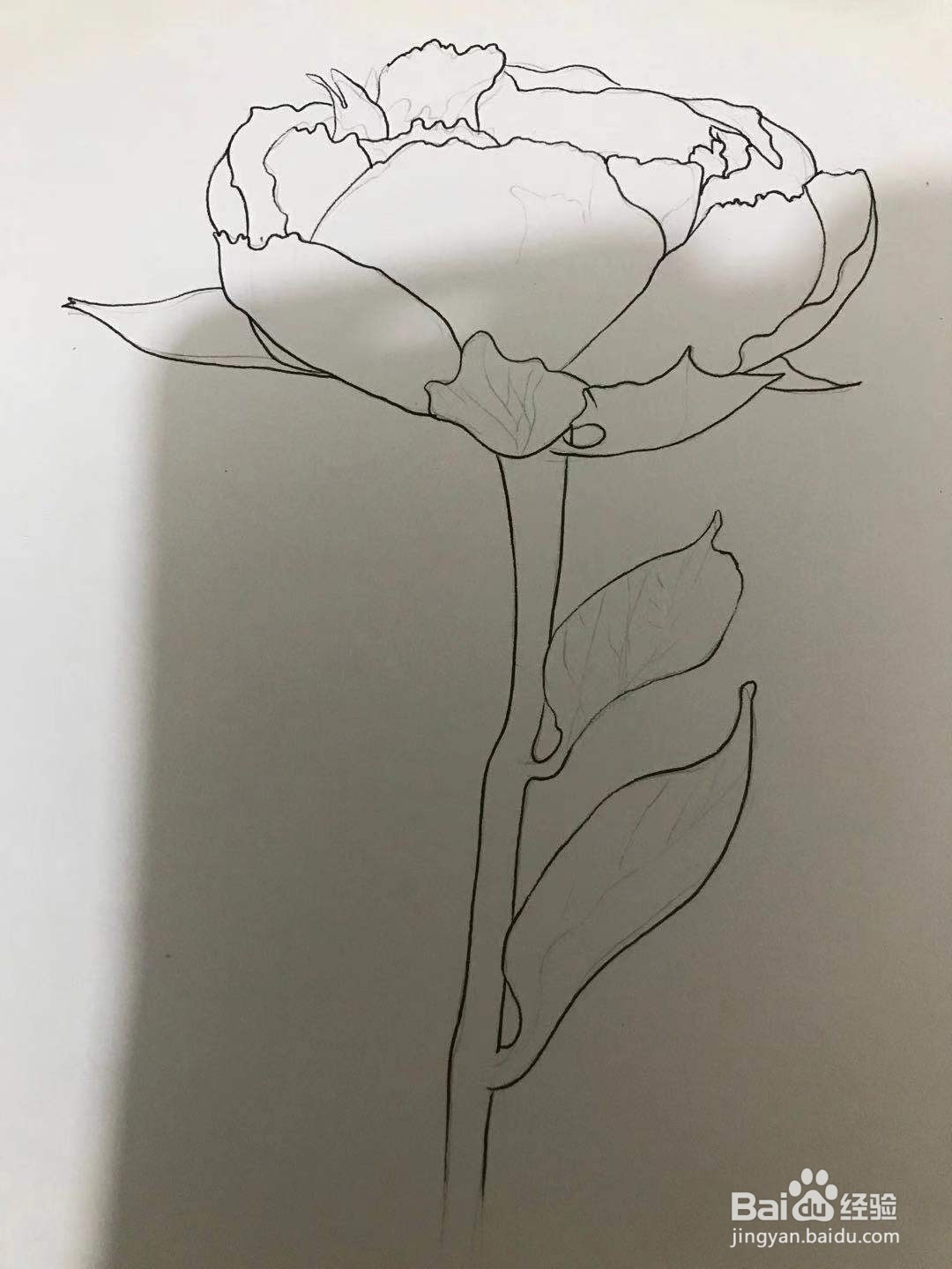 芍药花线描画