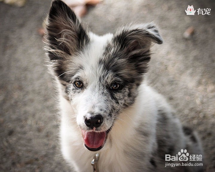 狗界高材生——边牧