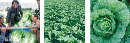 白菜种子怎么来的