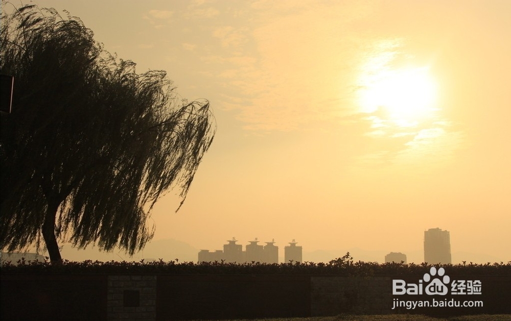 二十条水果禁令