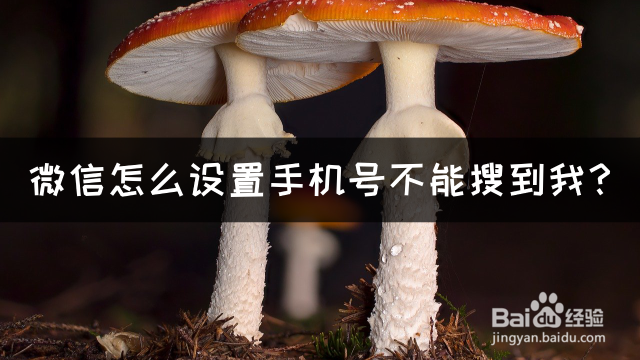 微信怎么设置手机号不能搜到我