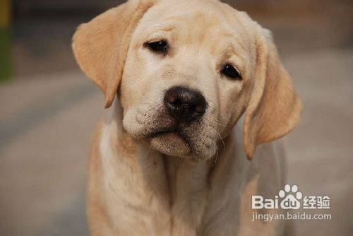 拉布拉多犬多少钱