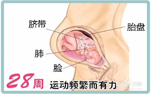 孕中期如何进行安全合理的产检