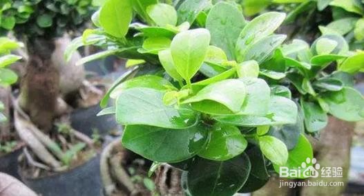 爱心榕树怎么养