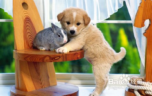 预防流感禽流感小贴士！