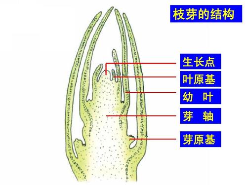 芽原基发育什么呢