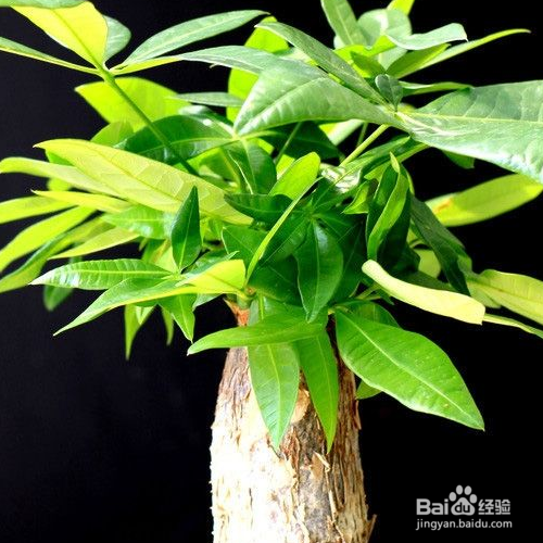 发财树叶子发黄怎么办?