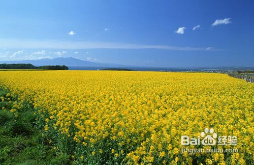 春天踏青拍摄油菜花五要点