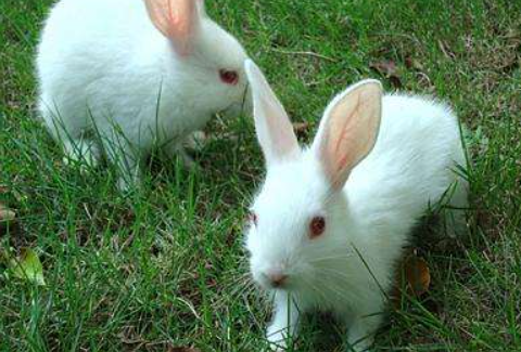 谁知道小白兔的耳朵有多长