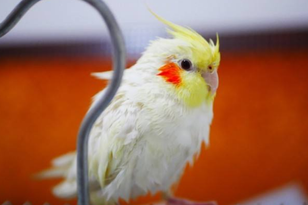 怎么给玄凤鹦鹉洗澡