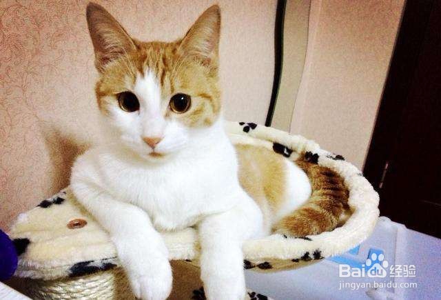 不要以毛取猫——浅谈猫咪的毛色