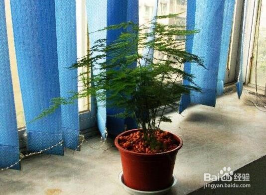 文竹浇水的正确方法