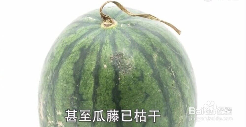 如何挑选又甜又新鲜的西瓜？